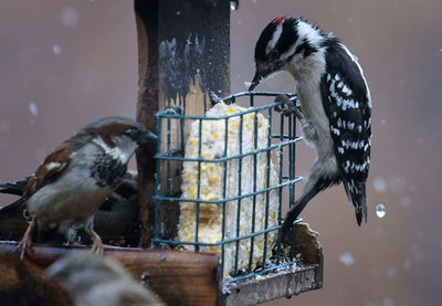 A woodpecker on the suet feeder