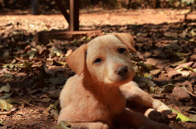 Portrait of dog on field