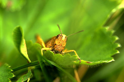 Close-up of insect on leaf