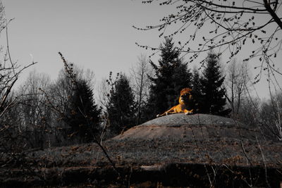 People sitting on street amidst trees in forest against sky