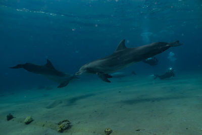 Fish swimming in sea