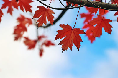 Low angle view of maple tree against sky