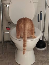 Cat looking away in bathroom