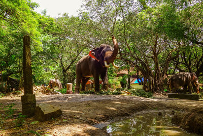 Elephants in forest