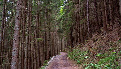 Panoramic view of pine trees in forest