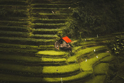 High angle view of rice field