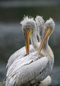 Close-up of pelican in lake