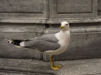 Bird perching on wall