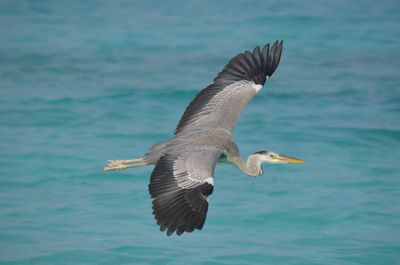 Close-up of gray heron flying over sea