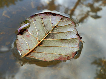 Close-up of dry leaf on frozen water