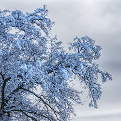 Low angle view of cherry tree against sky during winter