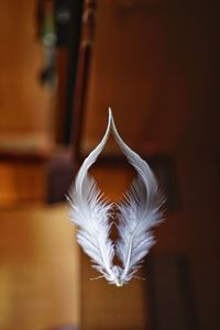 Close-up of white feather hanging on wood