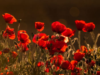 Close-up of red poppy flowers on field