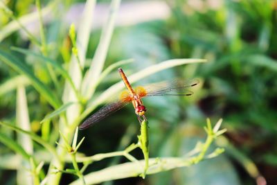 Close-up of dragonfly on grass