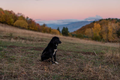 Black dog on field in the mountains at dawn