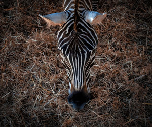 Close-up of bird