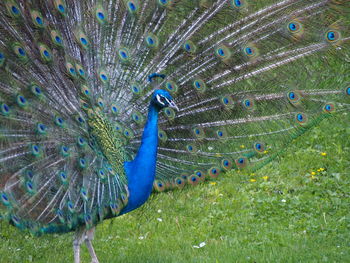 Peacock dancing with fanned out feathers on grass