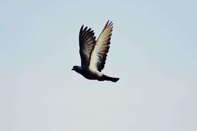 Low angle view of a bird flying