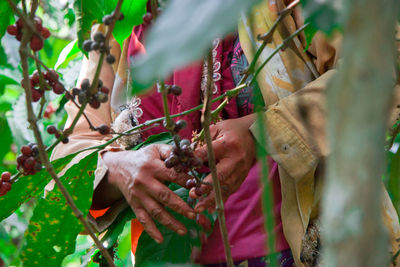 Close-up of hand holding plant