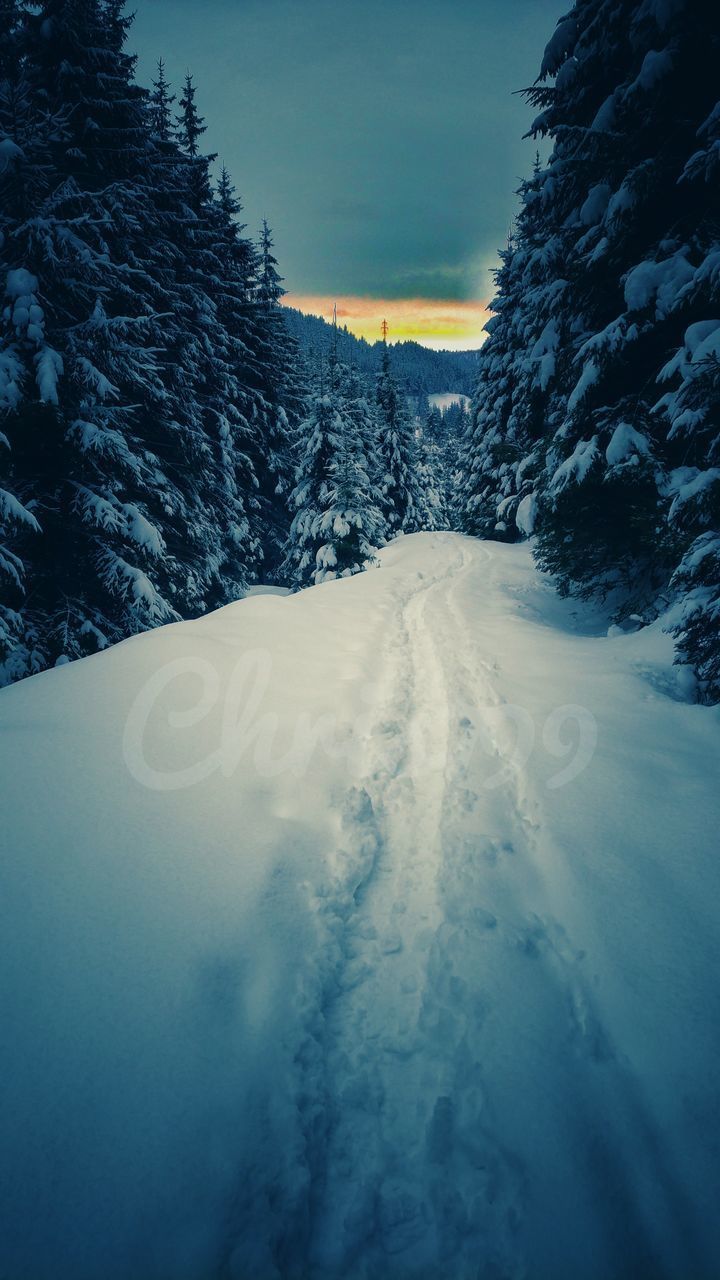 SNOW COVERED ROAD BY TREES AGAINST SKY