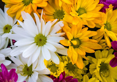 Close-up of daisy flowers