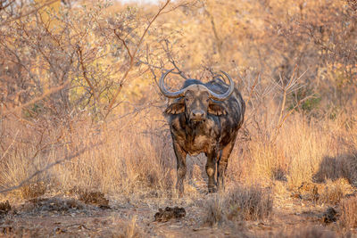 View of giraffe in water