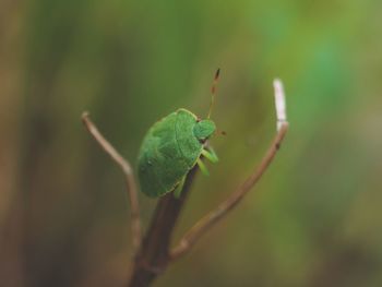 green color