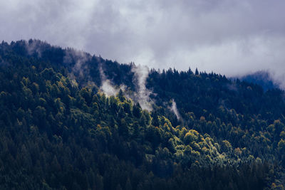 Panoramic view of pine trees against sky