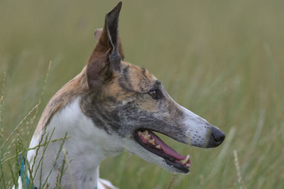 Plain grass field background, with a full frame detailed side profile of a greyhound.