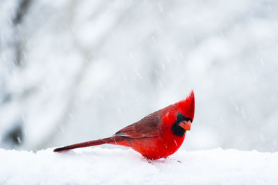 Close-up of a bird on snow