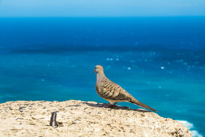 Side view of pigeon on rock against sea