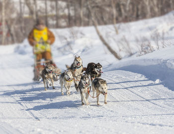 Traditional kamchatka dog sledge race elizovsky sprint