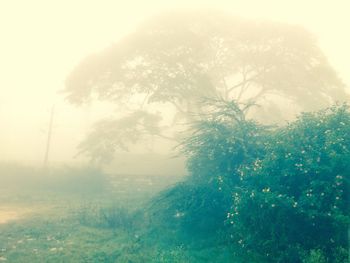 Trees and plants during rainy season