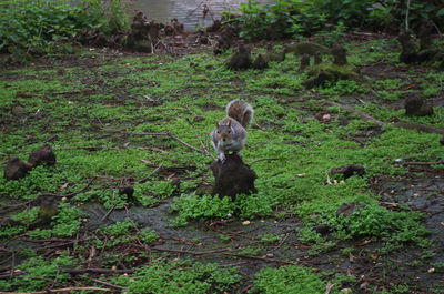 View of a cat on field
