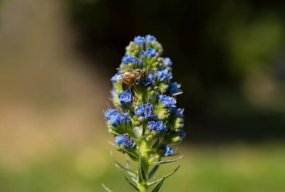 Close-up of purple flowering plant