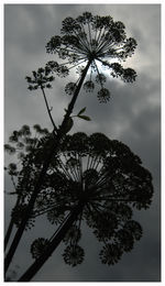Silhouette tree against sky during sunset