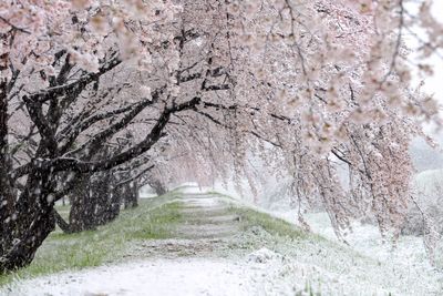 View of cherry trees in snow covered landscape