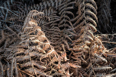 Full frame shot of leaf