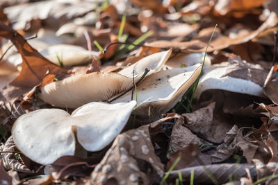 Close-up of mushrooms growing on field