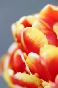 Close-up of orange