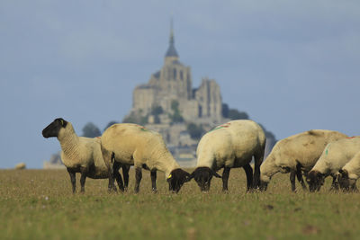 Sheep grazing on grassy field against mont saint-michel