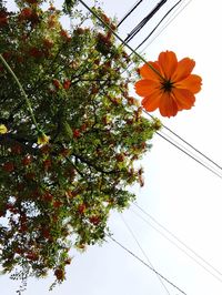 Low angle view of flower tree against clear sky