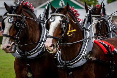 Close-up of horses on field