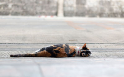 Dog sleeping in a city