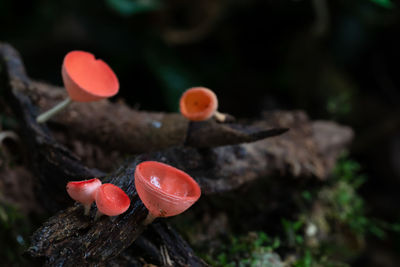 Close-up of red mushrooms growing on field