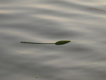 High angle view of a floating in a lake