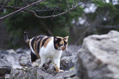 Cat standing on rock