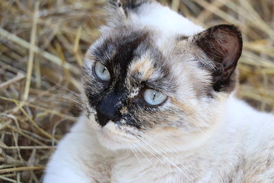 Close-up portrait of cat