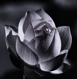 Close-up of lotus lily against black background