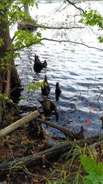 Bird on tree branch in water